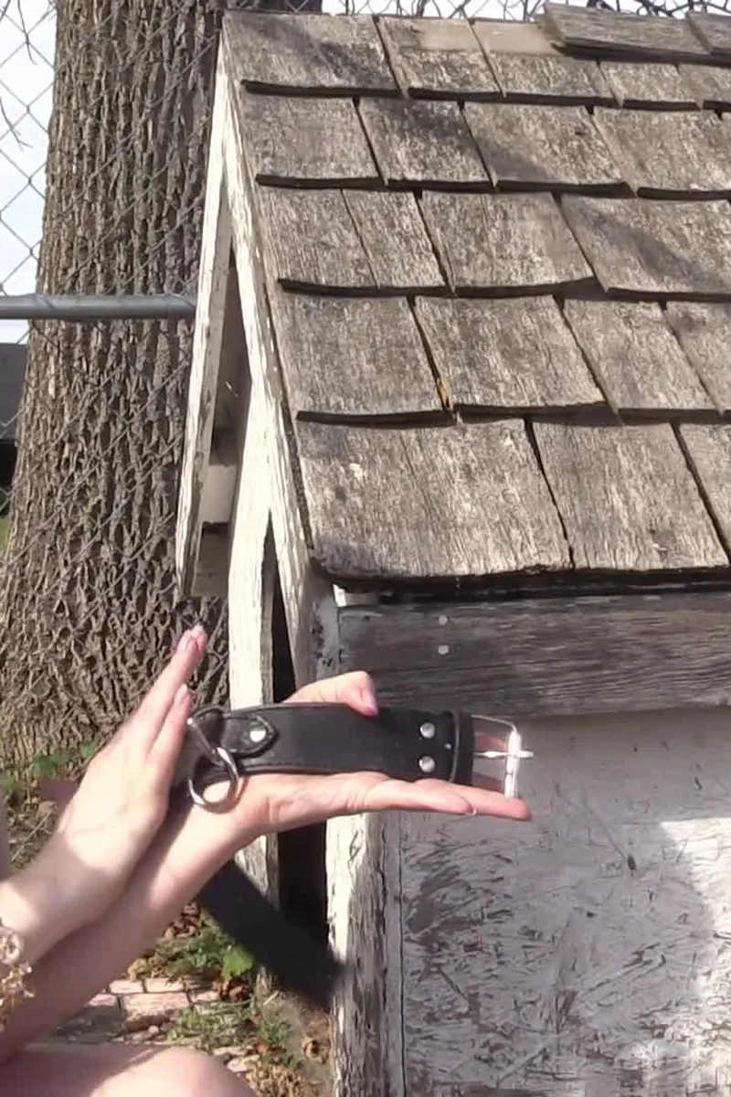 Dog House - Screenshot 1 of 4 - Domination